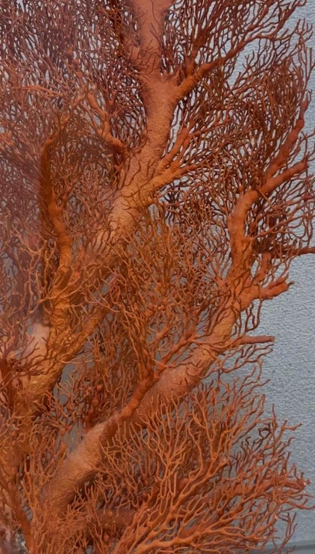 希少　天然 大型枝珊瑚 母岩付 高95cm サンゴ　原木　ルース