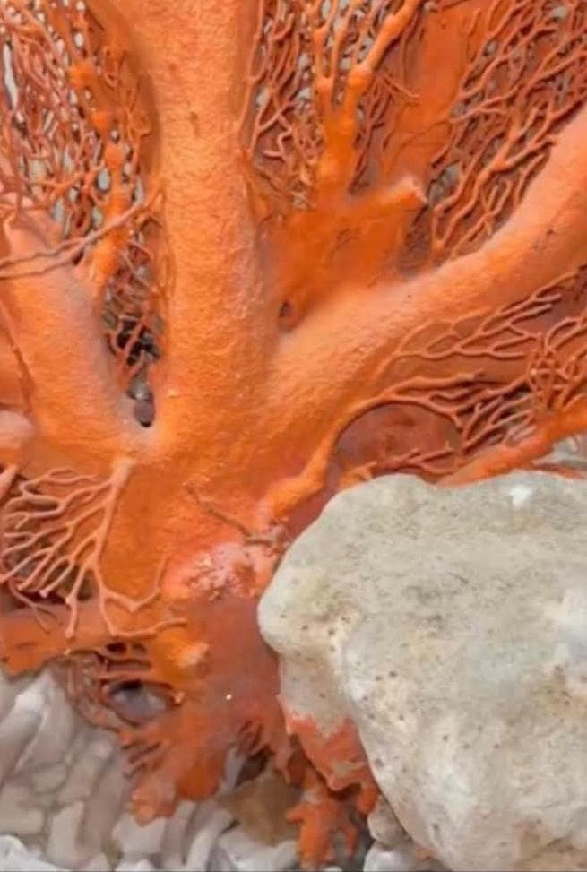 希少　天然 大型枝珊瑚 母岩付 高95cm サンゴ　原木　ルース