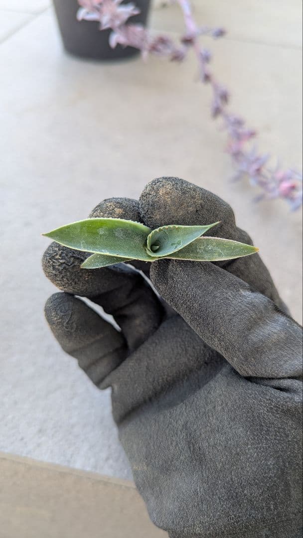 Agave 'Illusion' TC株 - メルカリ