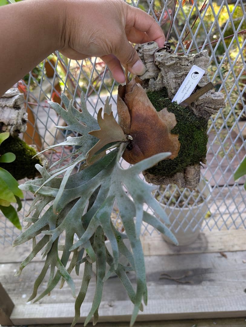 セール！　ビカクシダ　バクテリア　スポア株