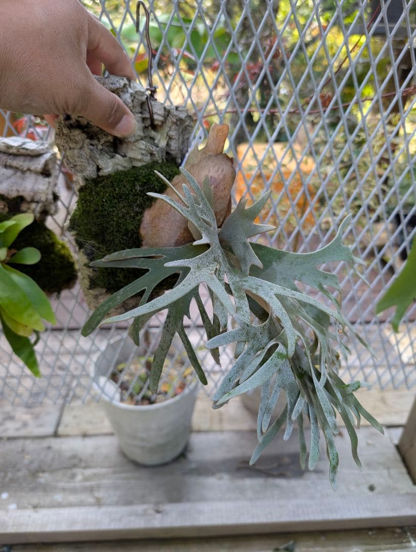 セール！　ビカクシダ　バクテリア　スポア株