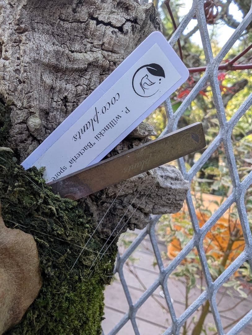 セール！　ビカクシダ　バクテリア　スポア株