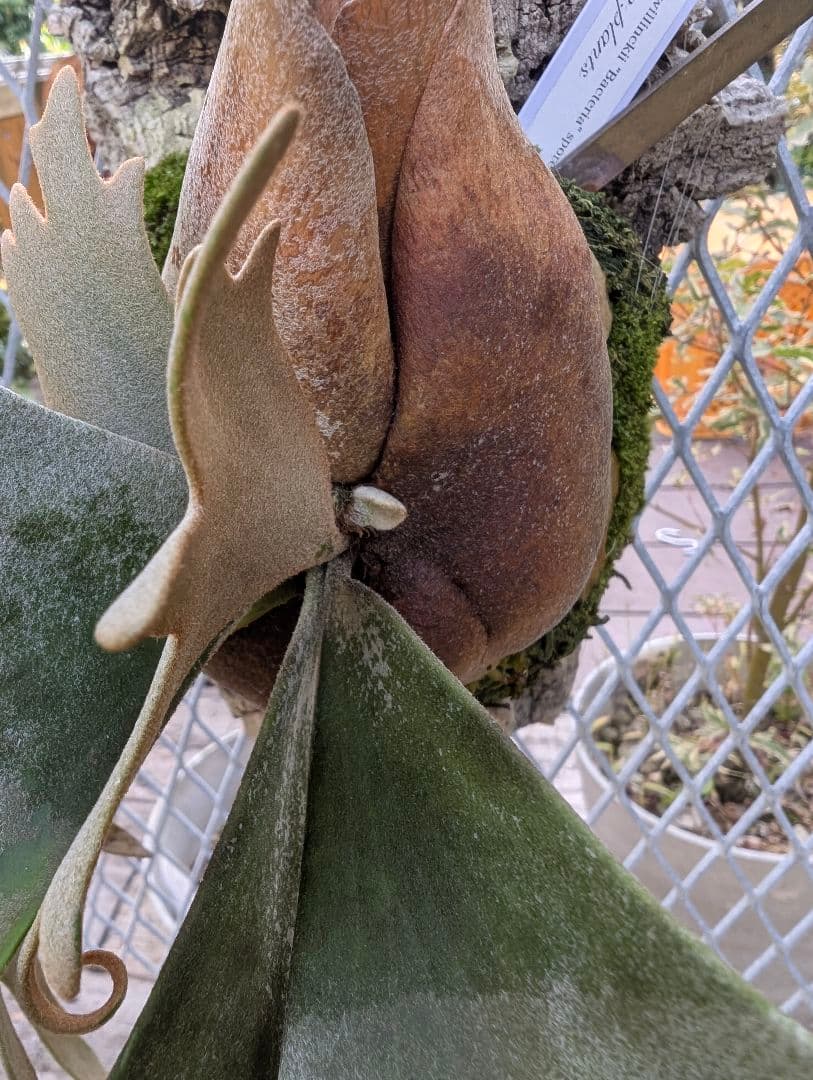 セール！　ビカクシダ　バクテリア　スポア株