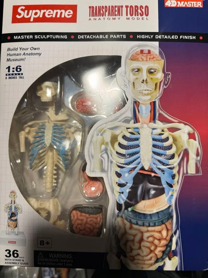 【特価】新品Supreme Female Anatomy Model人体模型