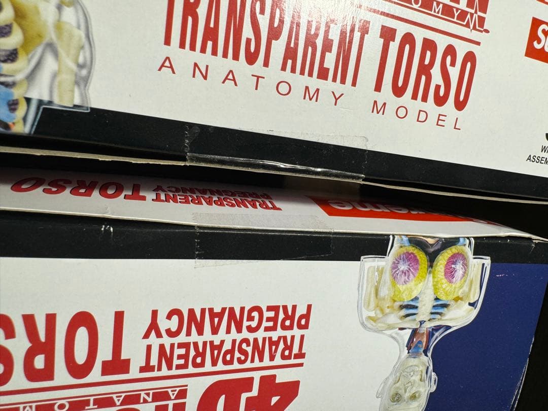 【特価】新品Supreme Female Anatomy Model人体模型