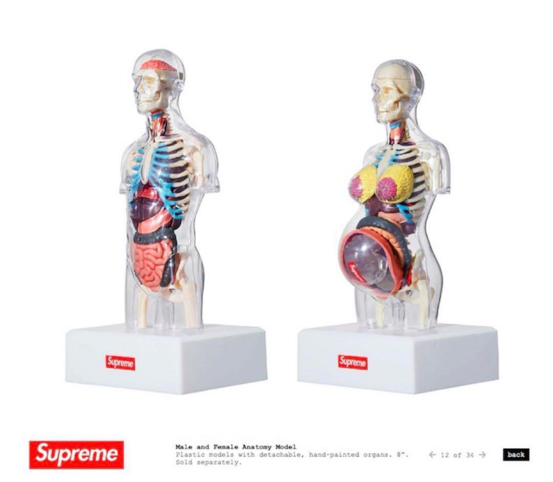 【特価】新品Supreme Female Anatomy Model人体模型