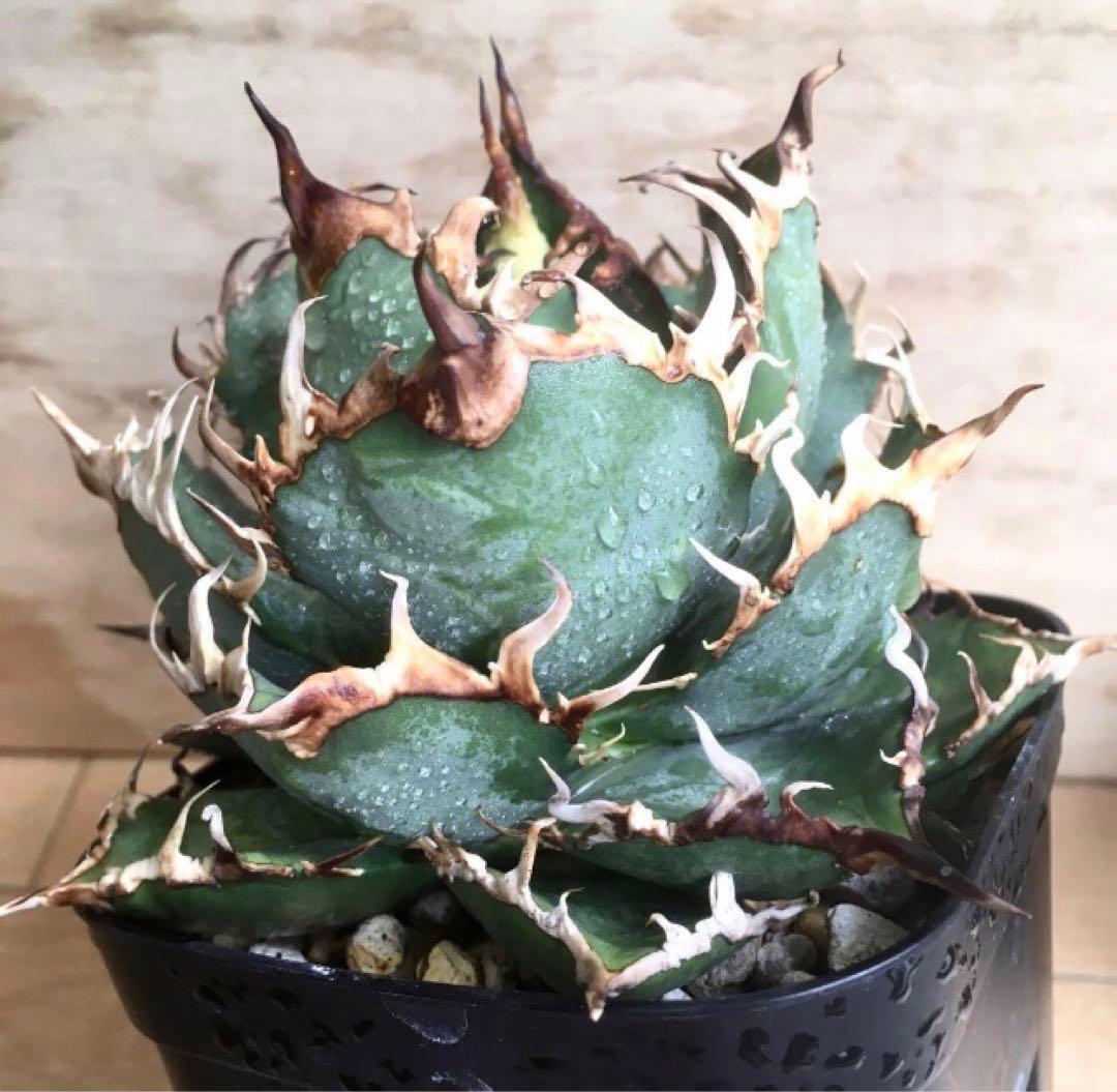 アガベ チタノタ シーザー 中株（子株2個付き） ナンバーワン 大株