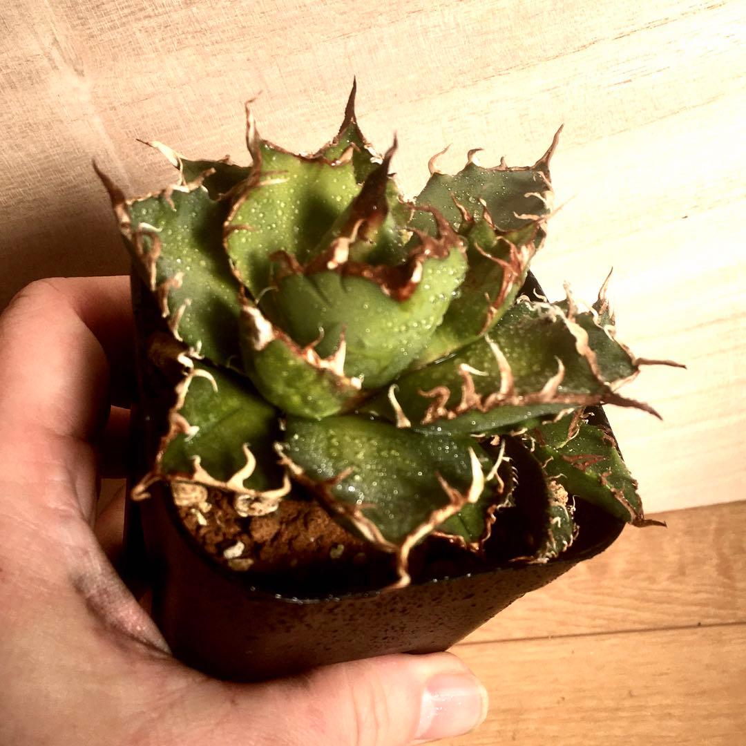 アガベ チタノタ シーザー 中株（子株2個付き） ナンバーワン 大株