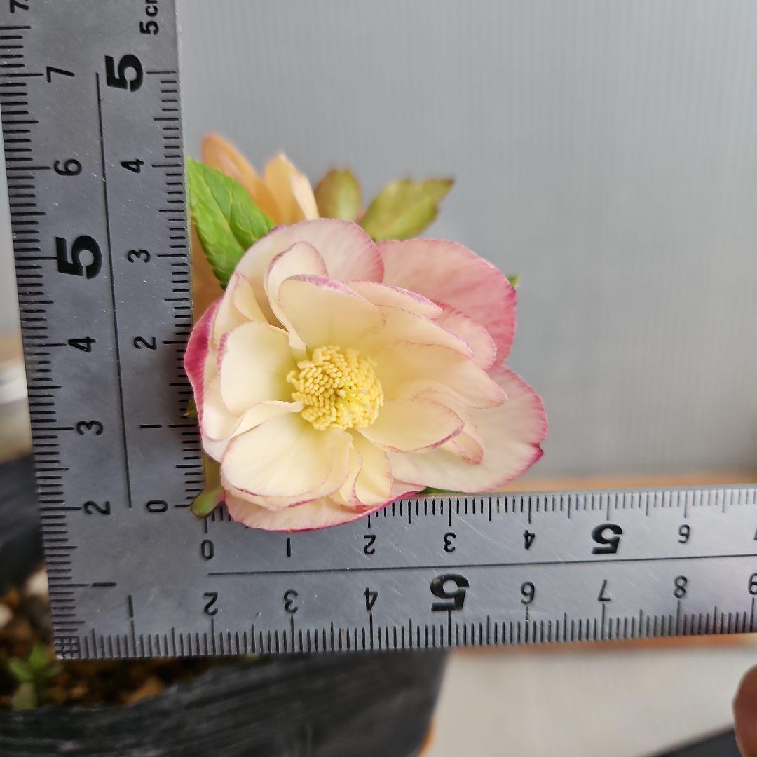 おぎっちょ様ご購入苗㉖-37㉖-109クリスマスローズ