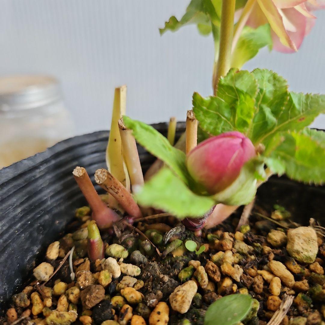 おぎっちょ様ご購入苗㉖-37㉖-109クリスマスローズ