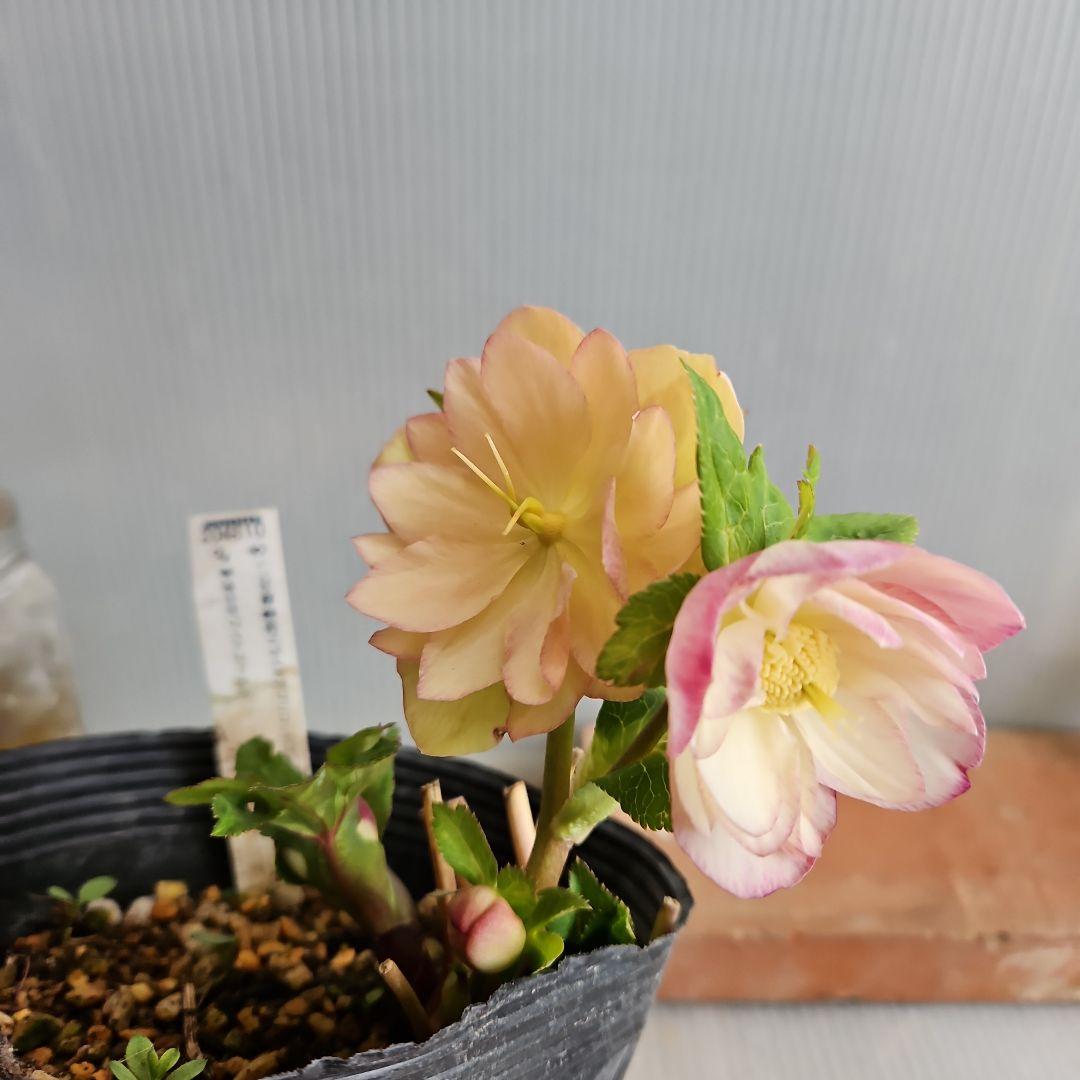 おぎっちょ様ご購入苗㉖-37㉖-109クリスマスローズ