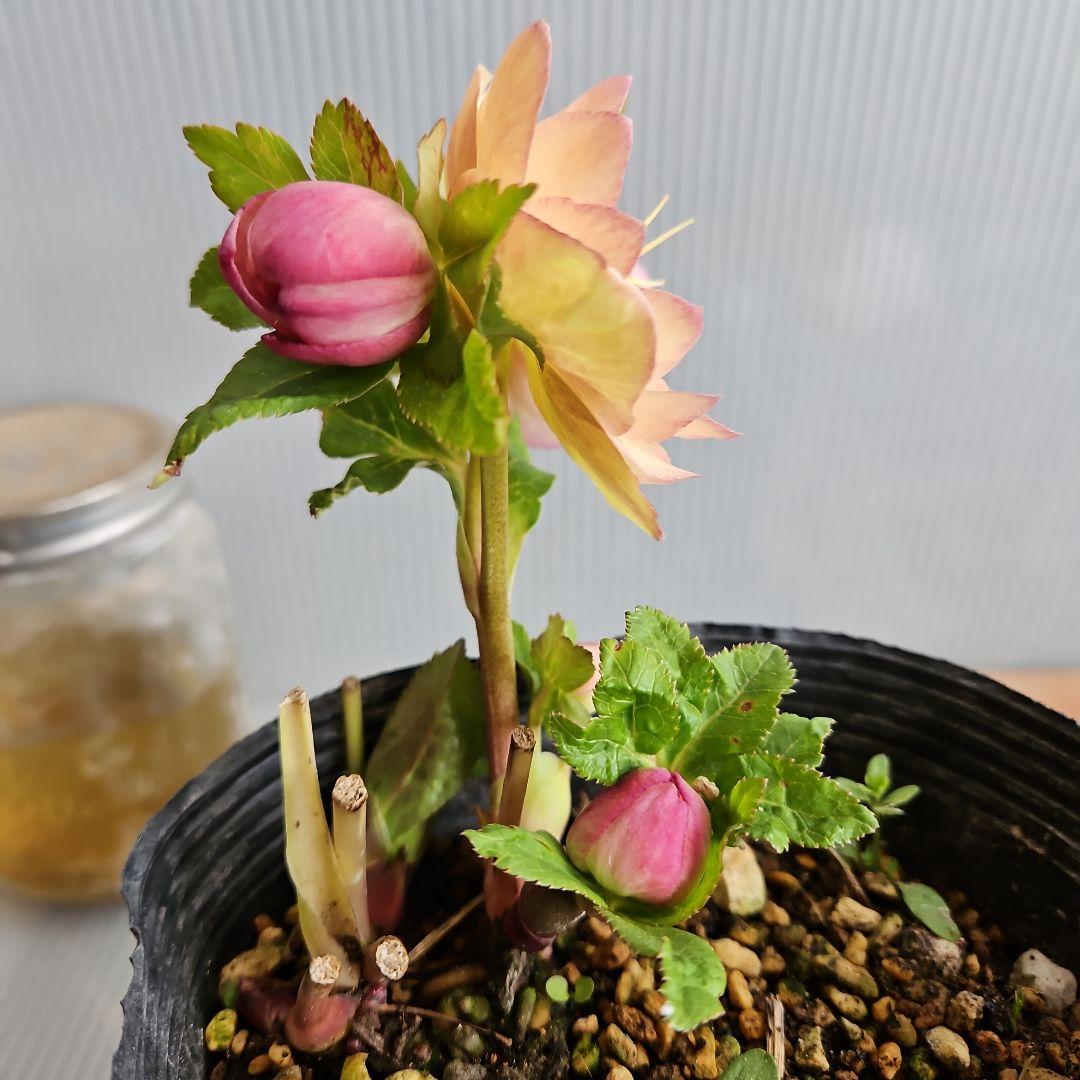 おぎっちょ様ご購入苗㉖-37㉖-109クリスマスローズ