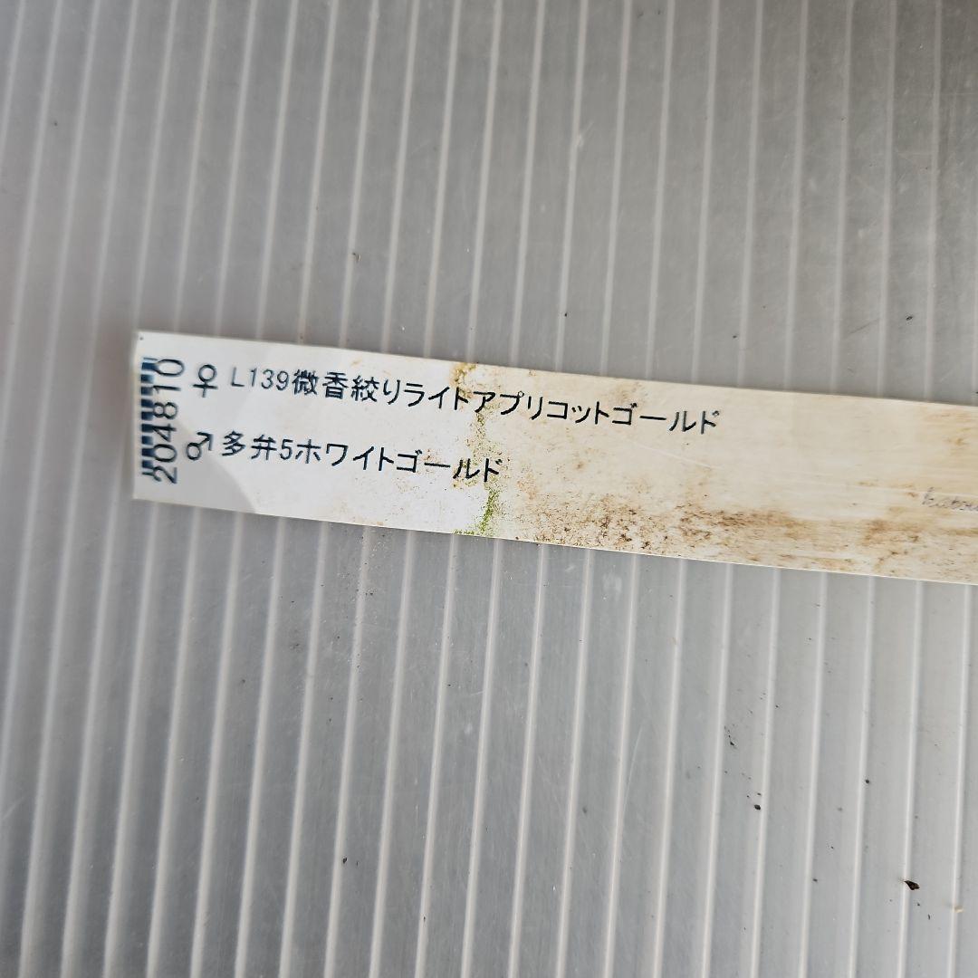 おぎっちょ様ご購入苗㉖-37㉖-109クリスマスローズ