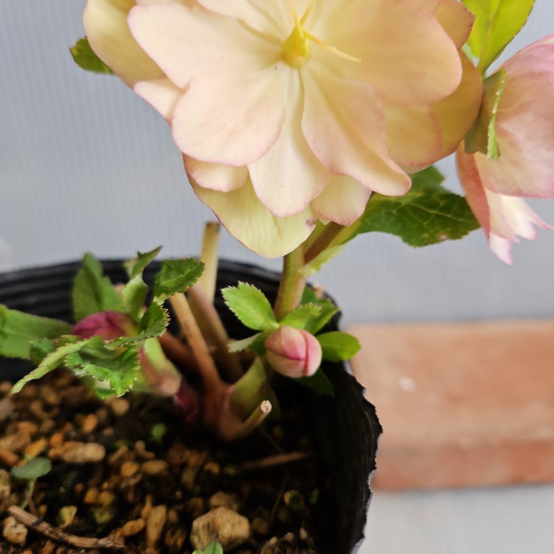 おぎっちょ様ご購入苗㉖-37㉖-109クリスマスローズ