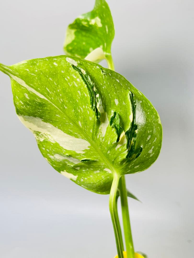 モンステラ デリシオーサ　メデューサ Monstera Medusa