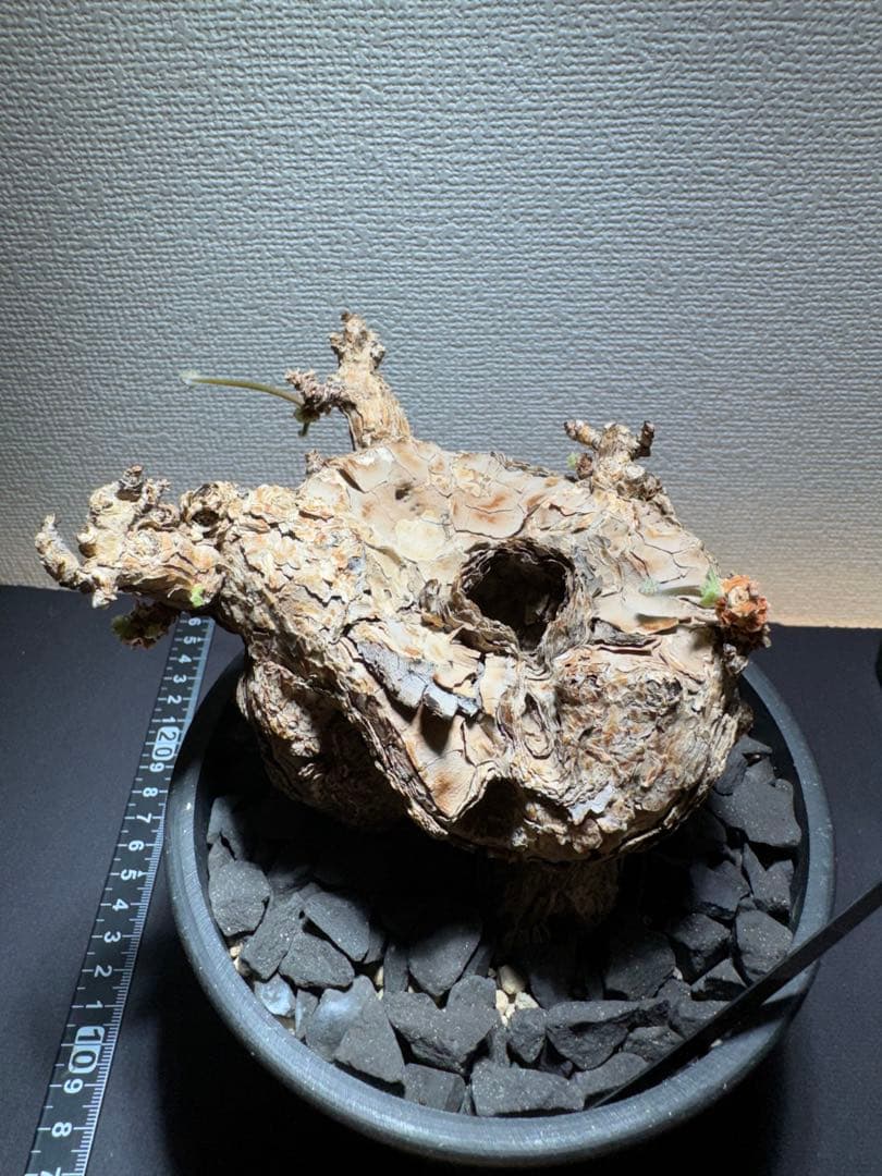 ペラルゴニウム　トリステ　鉢植え発送