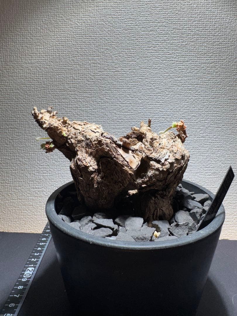 ペラルゴニウム　トリステ　鉢植え発送