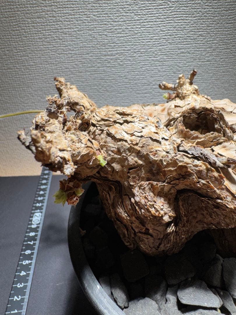 ペラルゴニウム　トリステ　鉢植え発送