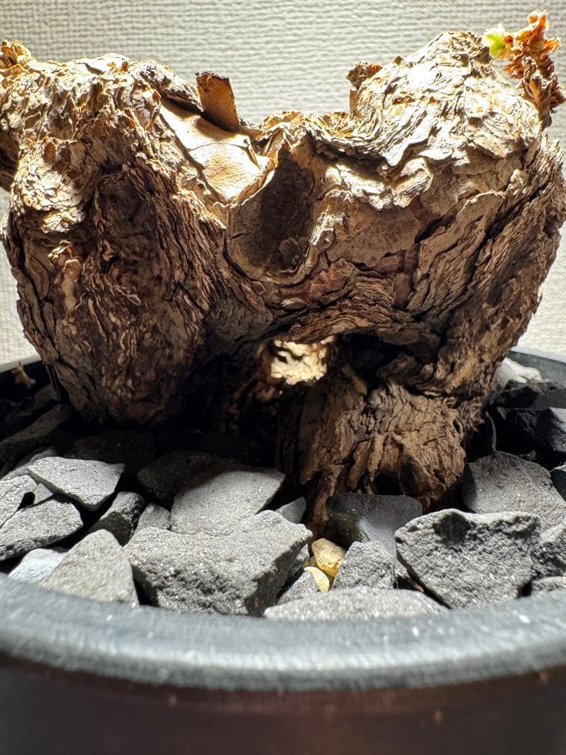 ペラルゴニウム　トリステ　鉢植え発送