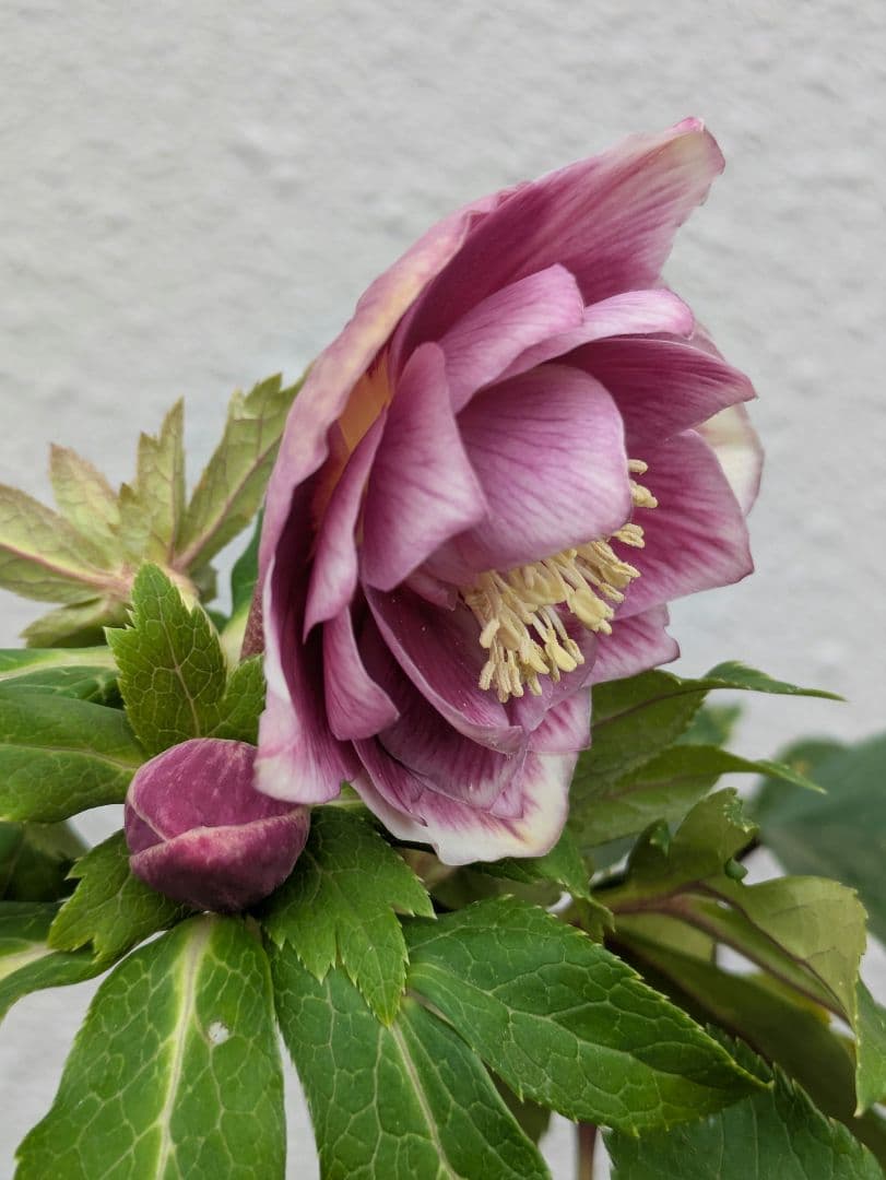 広瀬園芸 クリスマスローズ ソレイユdd 優美なグラデーション発色