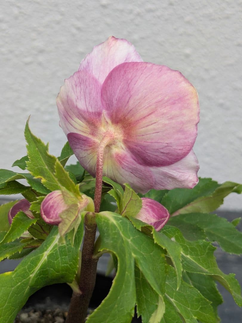 広瀬園芸 クリスマスローズ ソレイユdd 優美なグラデーション発色