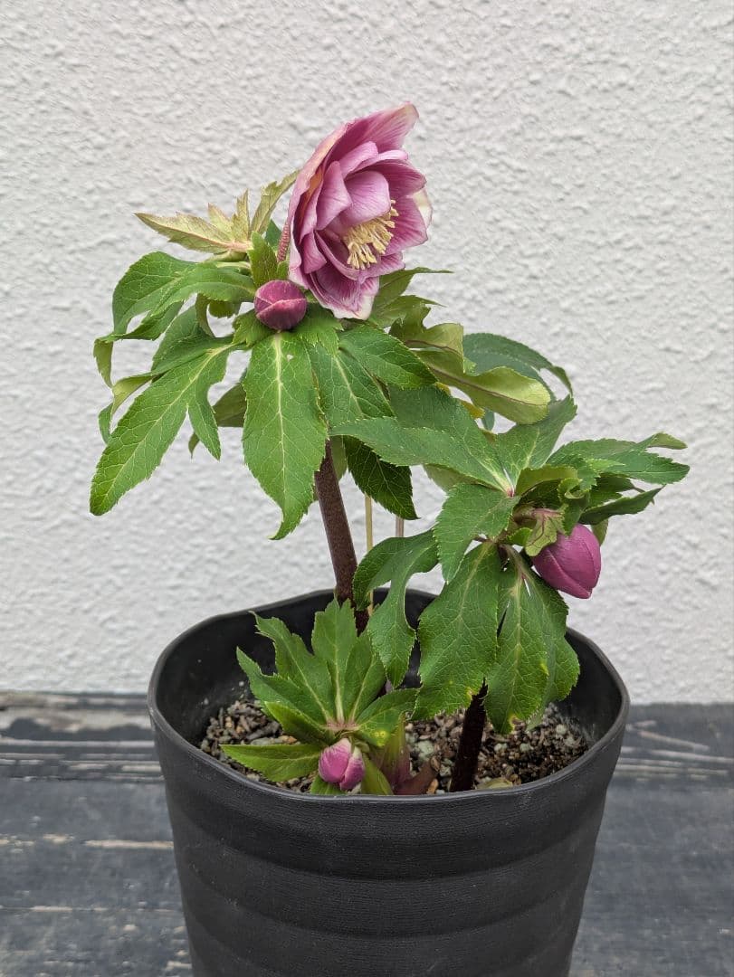 広瀬園芸 クリスマスローズ ソレイユdd 優美なグラデーション発色