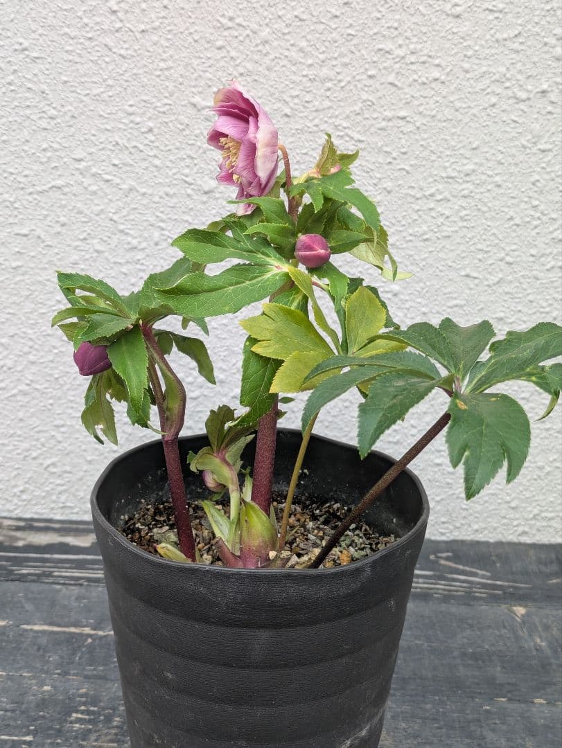 広瀬園芸 クリスマスローズ ソレイユdd 優美なグラデーション発色