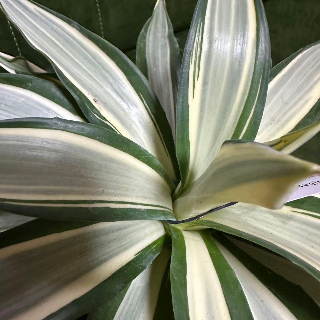 アガベ デスメティアーナ ホワイト+シルバー希少 斑入 アイボリー