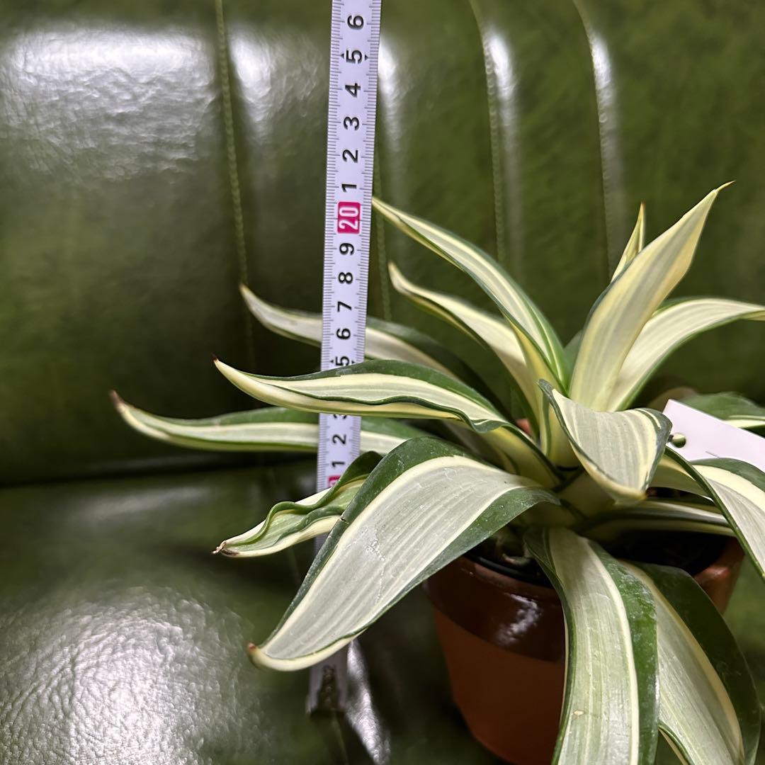 アガベ デスメティアーナ ホワイト+シルバー希少 斑入 アイボリー