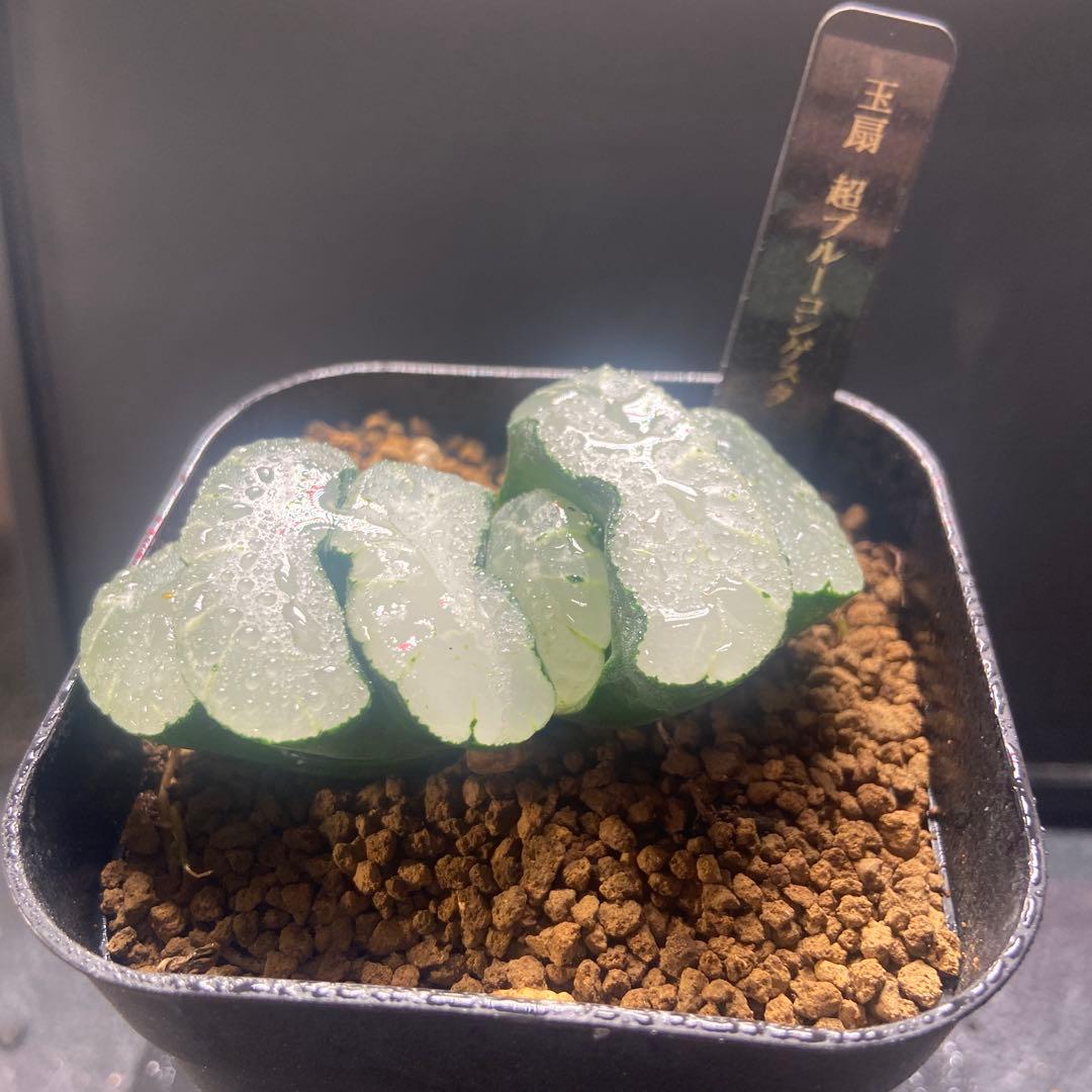 玉扇 超ブルーコンゲスタ 昭月 超美株 大きい - メルカリ