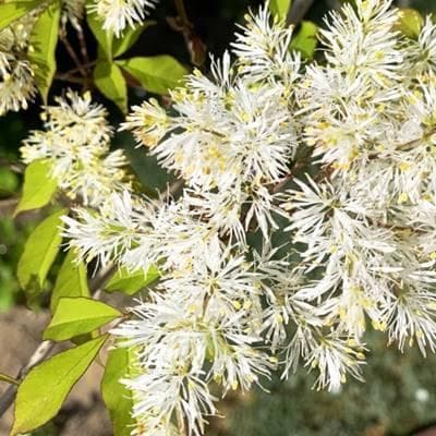 《現品》アオダモ　株立ち　樹高1.2ｍ（根鉢含まず）65【庭木/苗木/バット】