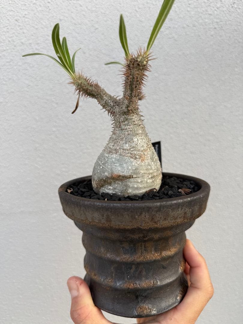 最終値下げ！パキポディウムグラキリス現地球　発根剤　塊根植物　コーデックス