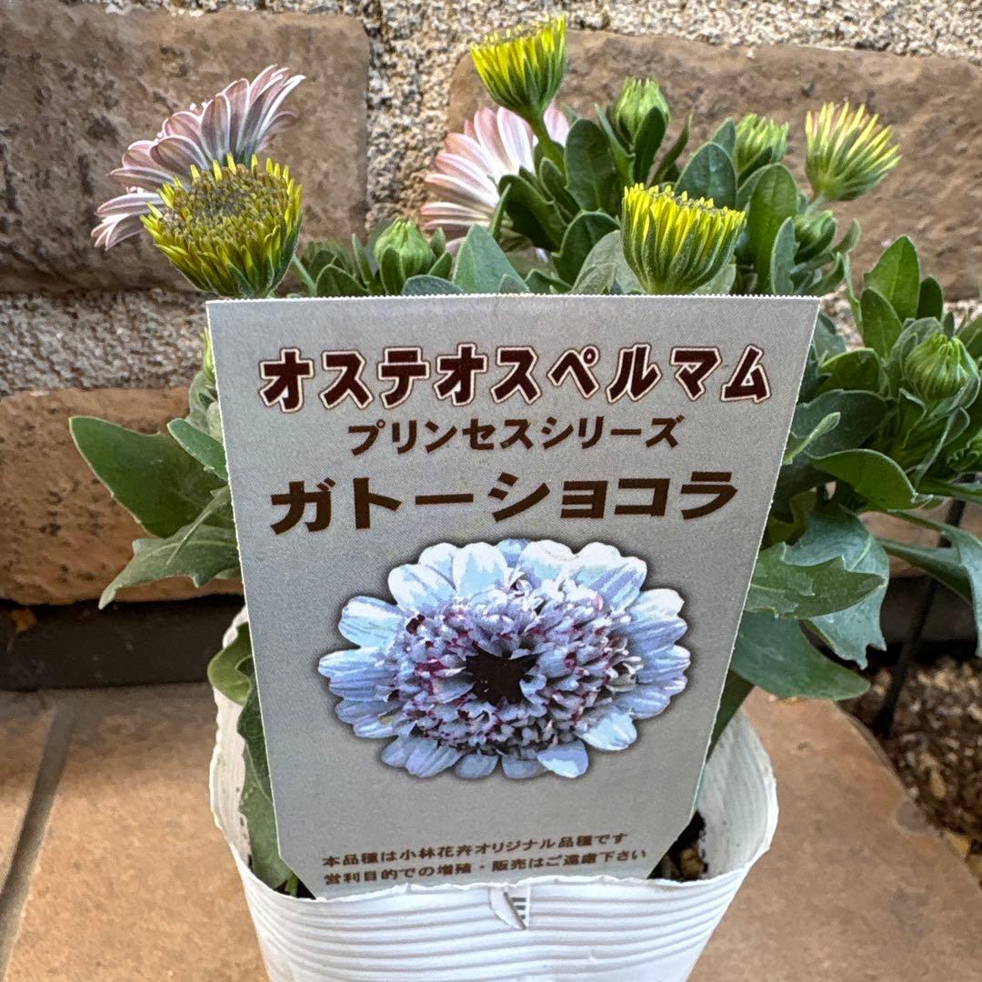 オステオスペルマム・ガトーショコラ