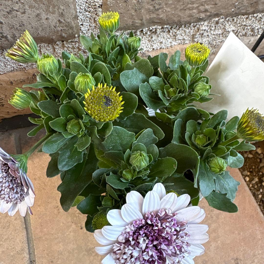 オステオスペルマム・ガトーショコラ