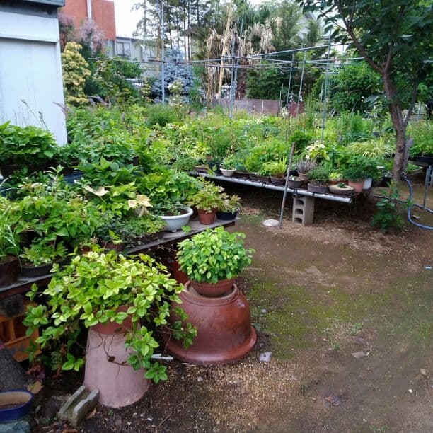 谷合園芸　山野草お探しの方お気軽にお問い合わせ下さい