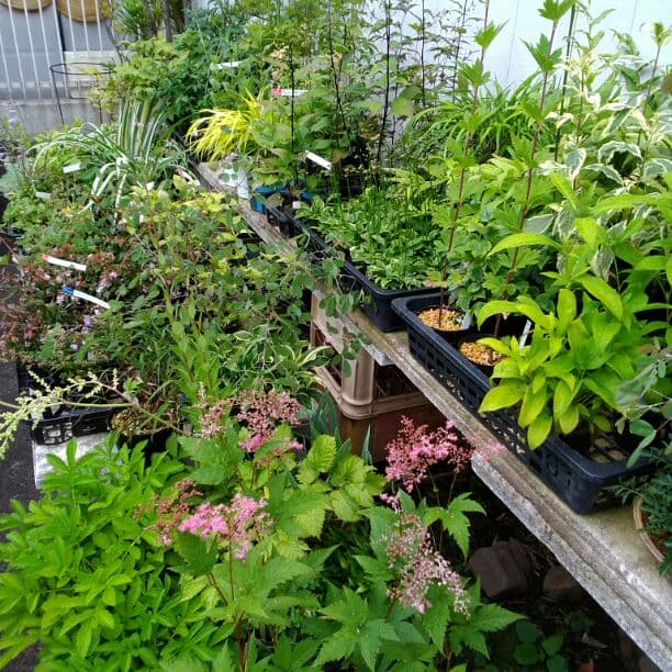 谷合園芸　山野草お探しの方お気軽にお問い合わせ下さい