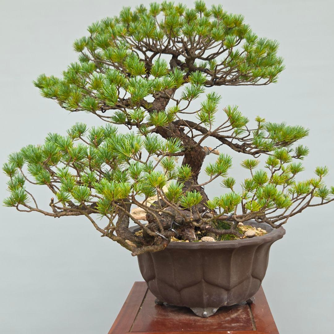 五葉松　[半懸崖]　大品盆栽