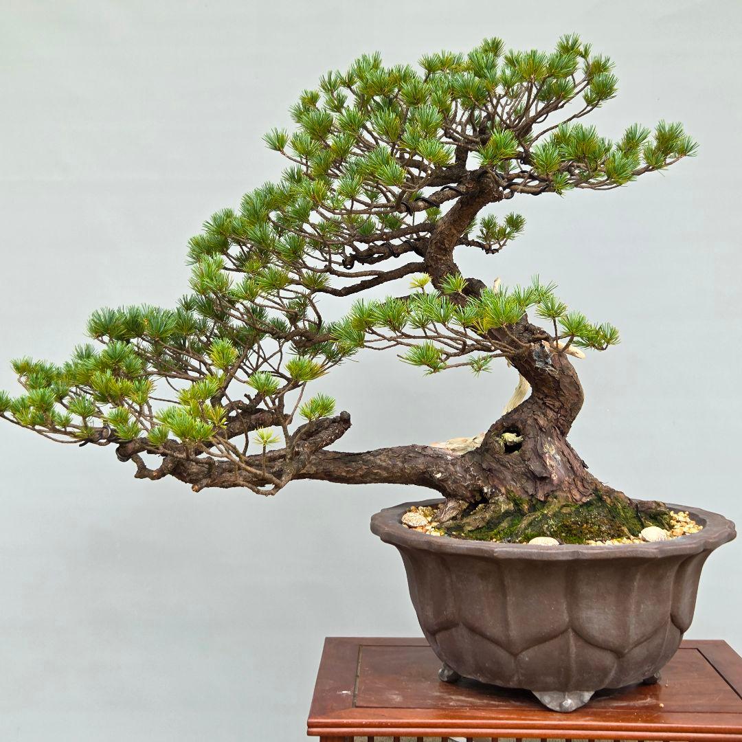 五葉松　[半懸崖]　大品盆栽