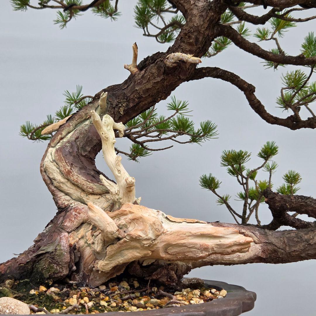 五葉松　[半懸崖]　大品盆栽