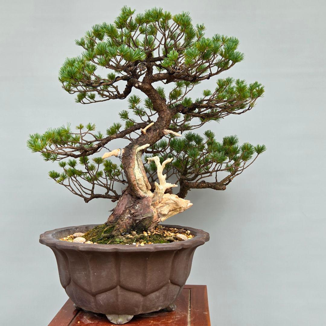 五葉松　[半懸崖]　大品盆栽