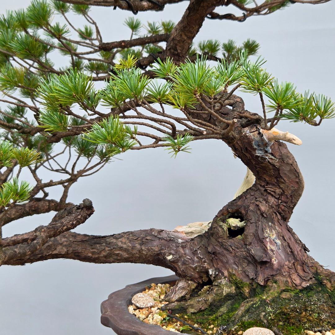 五葉松　[半懸崖]　大品盆栽