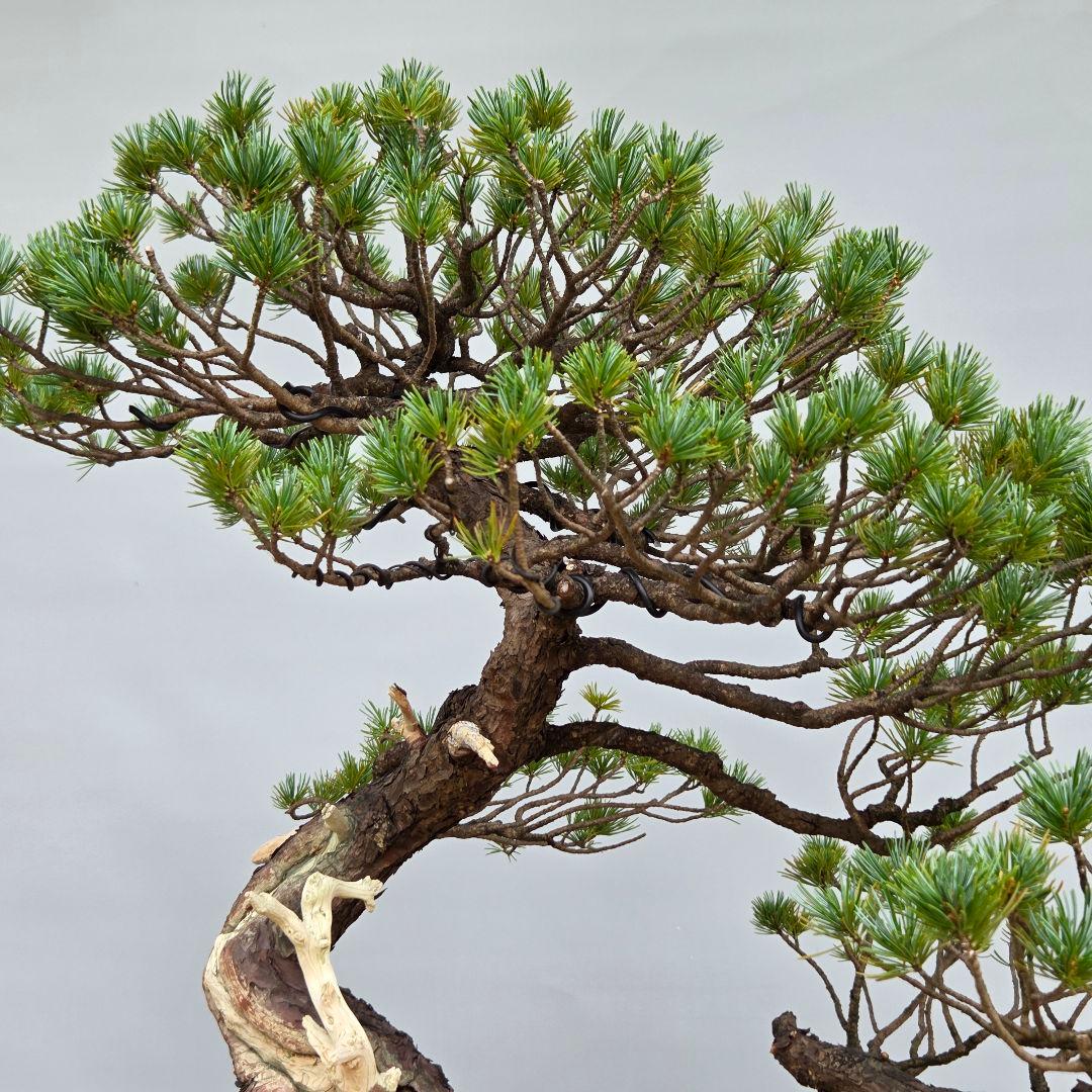五葉松　[半懸崖]　大品盆栽