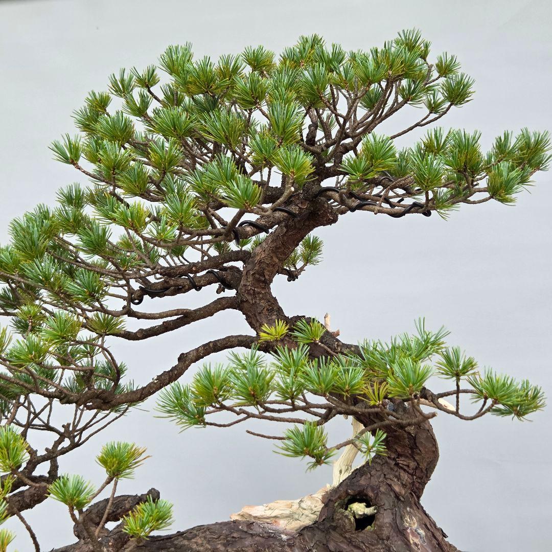 五葉松　[半懸崖]　大品盆栽