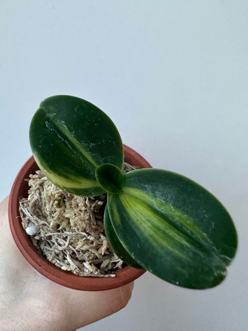 名護蘭 】明丸縞 霧丸 10 - メルカリ