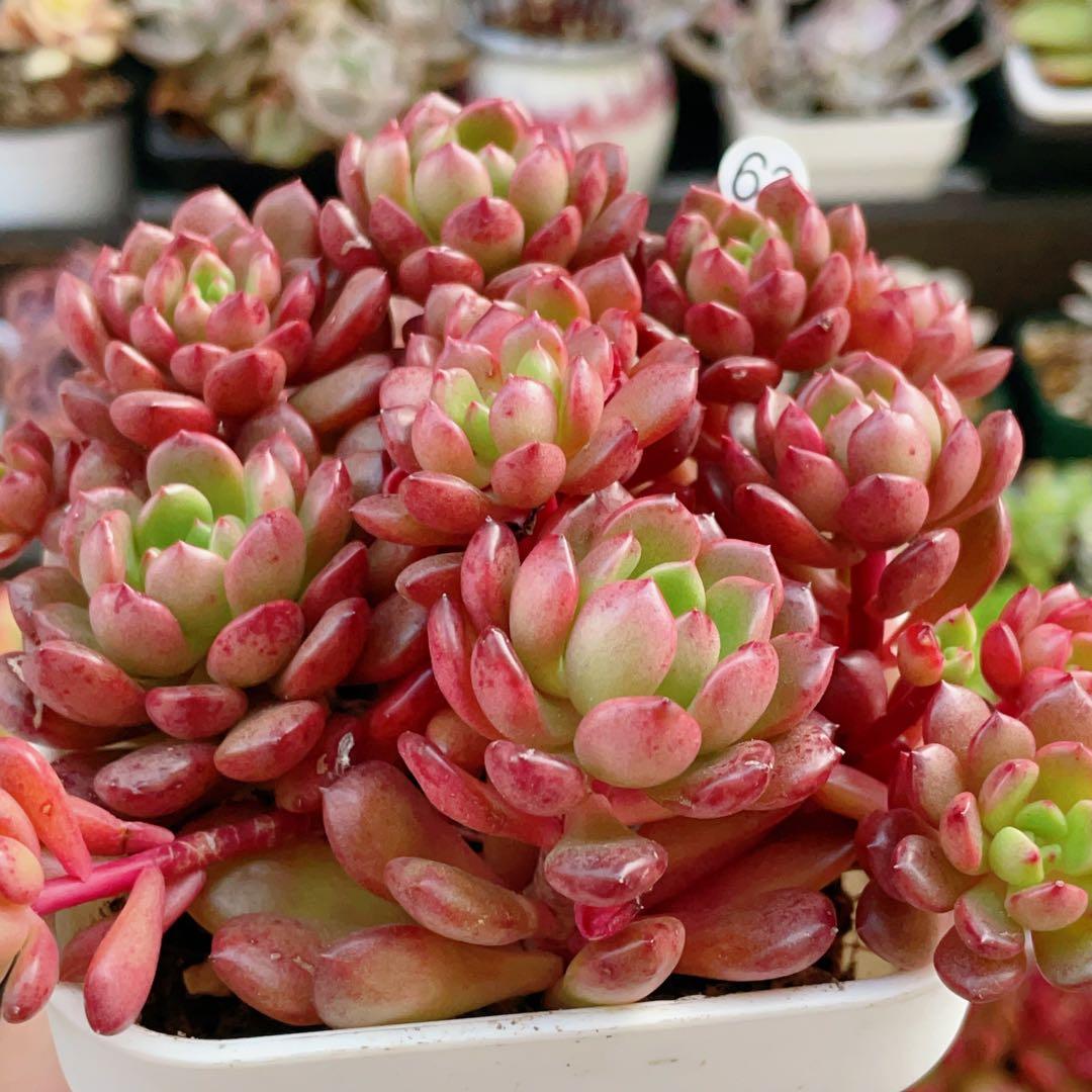 現品 ピンクルビー 大群生 抜き苗 多肉植物 - メルカリ