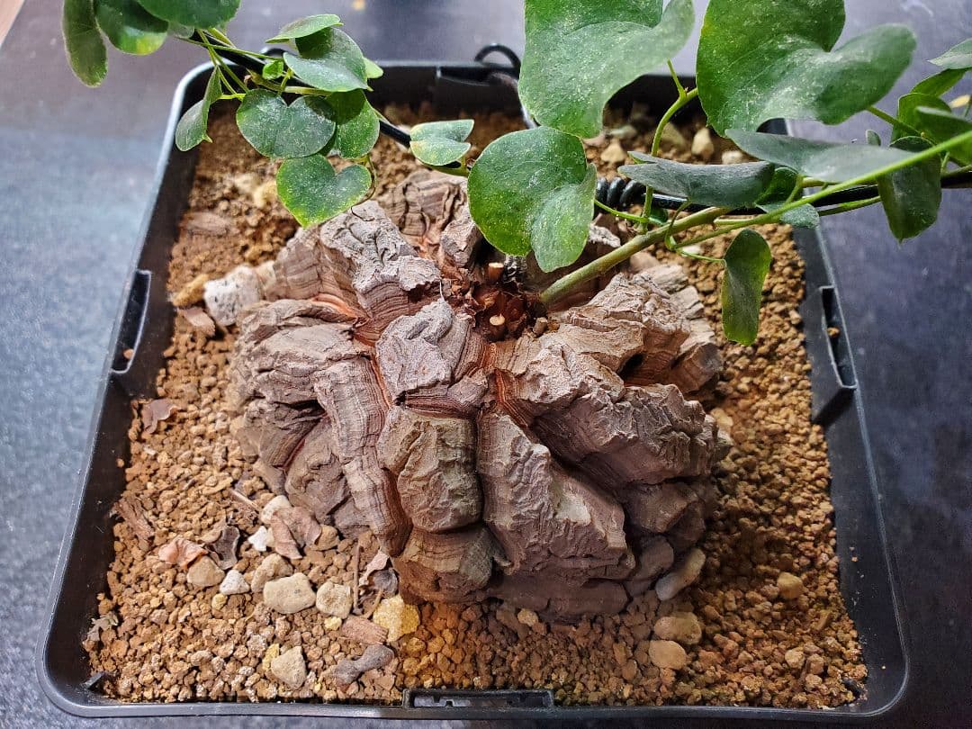 アフリカ亀甲竜 直径10.5cm 鉢ごと