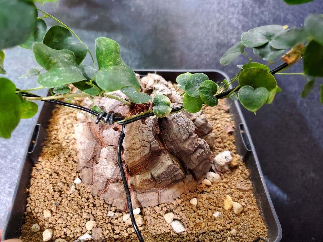 アフリカ亀甲竜 直径10.5cm 鉢ごと