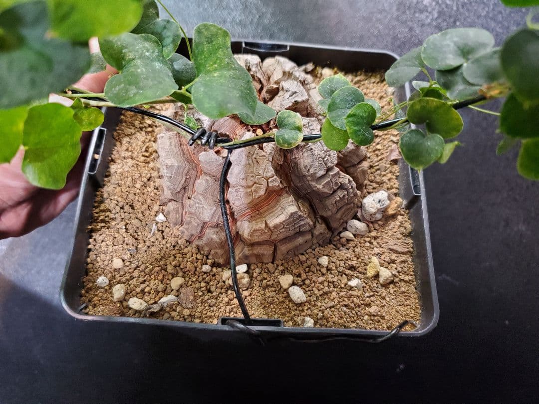 アフリカ亀甲竜 直径10.5cm 鉢ごと