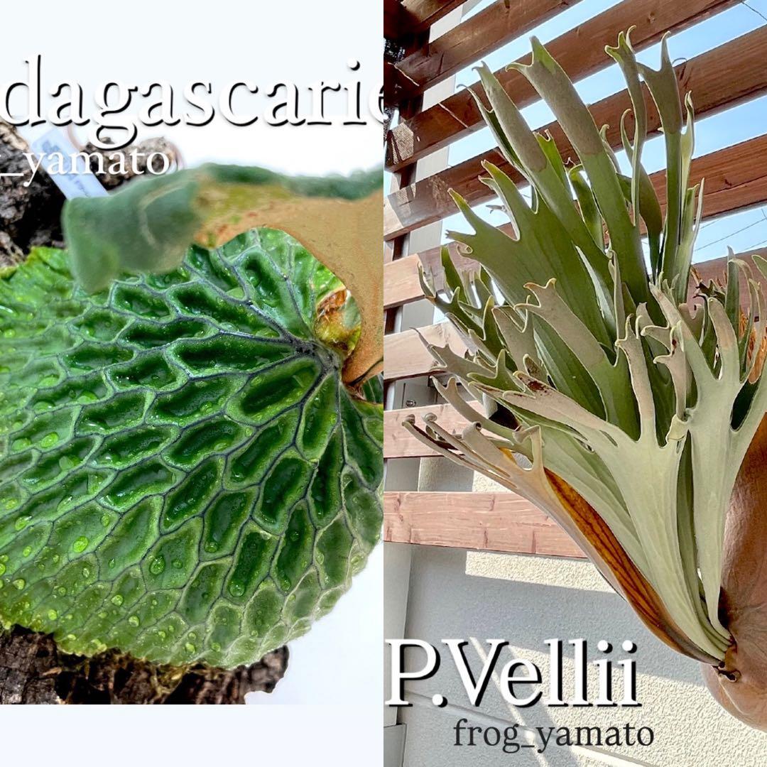 vellii ベリー × マダガスカリエンセ mix spore ビカクシダ - メルカリ