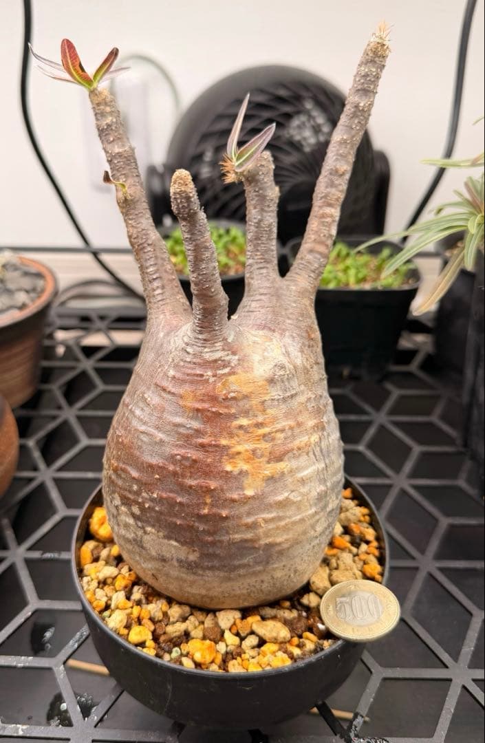 良形 パキポディウム グラキリス 現地球 発根済み 鉢ごと発送 - メルカリ